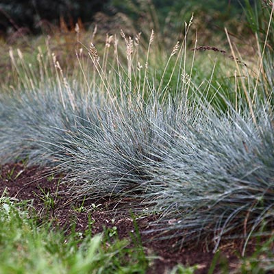 Festuca glauca - graminées basses